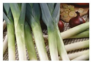K177 Ecological Seeds Leek Porree Autumn Giants Hannibal Plant Seeds Seeds Plants Shop Seed Bench Pullingen Patrik Ipsa 250 x