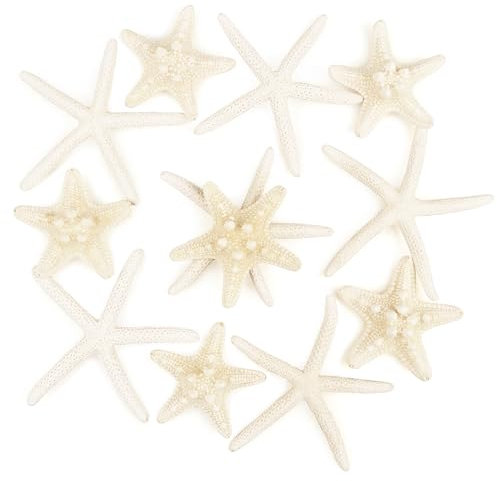 TaoQ C 12 Stück Seestern 5-15cm gemischte Seesterne natürliche Muscheln Seesterne Stern Fisch Muscheln Dekorationen Perfekt für Hochzeit Dekor Strand Theme Party, Home Decorations, DIY Handwerk