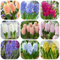 hyazinthen zwiebeln winterhart mehrjährig - frische blumen, gartendeko für draußen hyazinthen zwiebel blumen geschenk, deko wohnzimmer blühwiese mehrjährig, geschenk garten 2pcs