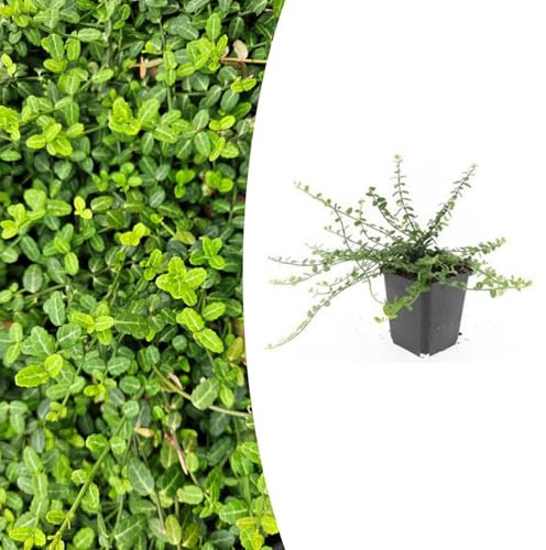 Euonymus fortunei 'Minimus' | 6 Stücke - 10-25cm - Ø9cm - Gartenpflanze