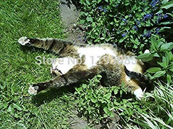 100 / bag Zitrone Katzenminze Samen NEPETA CATARIA var. CITRIODORA, Zitronenminze, Katzenminze