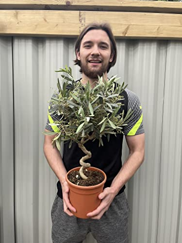 Twisted/Spiral Stem Olive Tree | 80-90cm | Hardy, Evergreen Potted Patio Tree