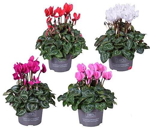 Violeta de los Alpes - Pack 4 Plantas - Flores Naturales