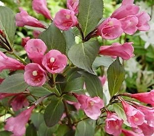 Weigelie 'Victoria' im Container 60-80 cm