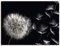 ARTLAND Wanddeko Leinwand Bilder Wandbild 60x45 cm Blumenbilder Pusteblume Blumen Pflanzen Schwarz Weiß U1UG