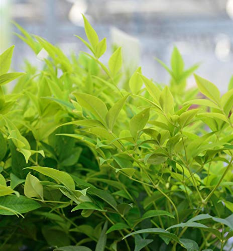 Himmelsbambus Lemon Lime® 40-60cm - Nandina domestica - lebende Gartenpflanze aus den Baumschulen