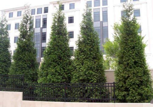 Semi Thuja Verde Riesen-Lebensbaum