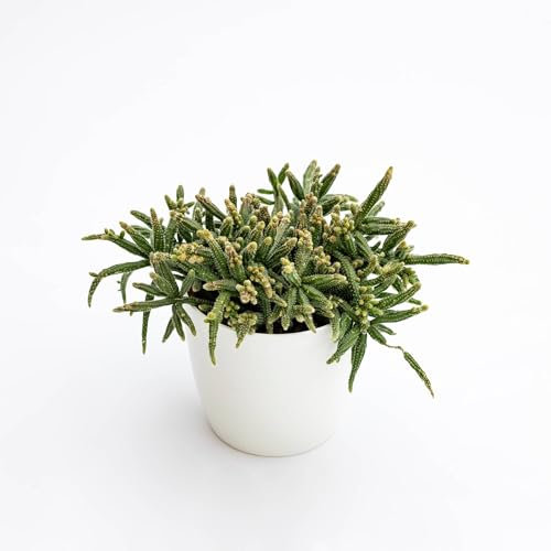 Vivai le Georgiche - Pianta vera di Rhipsalis baccifera subsp. horrida - - Pianta corallo - diametro vaso Ø 17 cm
