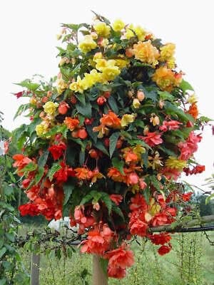 Buy4seeds 15 Seeds Begonia F1 Illumination Mix Useful Easy for Grow Garden