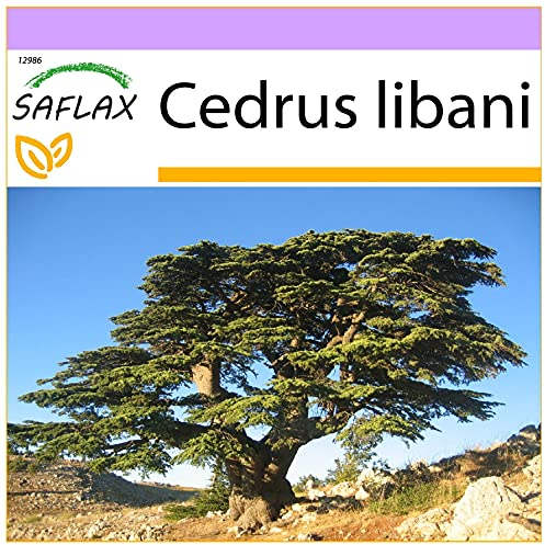 SAFLAX - Libanon - Zeder - 20 Samen - Cedrus libani