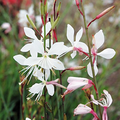 Sparkle Bianco Gaura - 25 Semi