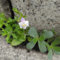 400 Pcs Bodendecker Mazus Reptans Samen - Kräutergarten Indoor, Deko Wohnzimmer, Frühlingsblumen Lippenmäulchen Samen, Indoor Kräutergarten, Exotische Pflanzen Winterhart Kräutersamen,