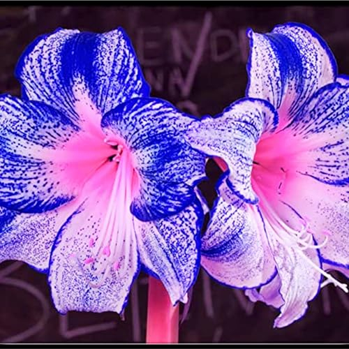 Amaryllis zwiebel,winterharte,amaryllis papilio,amaryllis picotee,amaryllis ständer,amaryllis zwiebel zimmerpflanzen,amaryllis pflanze Winterhart Mehrjährig,amaryllis kaufen.-1zwiebel-E