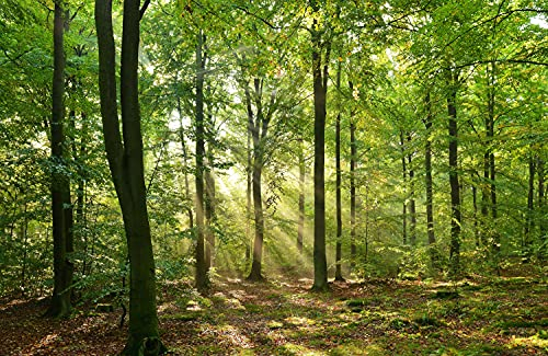 363A Papier peint photo en non-tissé Motif forêt automnale 500 x 280 cm