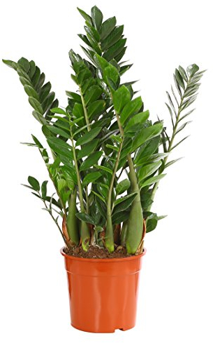 Dehner Glücksfeder, mit ledrigen Fiederblättern, 60-70 cm, Ø Topf 21 cm, Zimmerpflanze