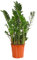Dehner Glücksfeder, mit ledrigen Fiederblättern, 60-70 cm, Ø Topf 21 cm, Zimmerpflanze