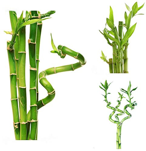 Samen GlüCksbambus Kaufen Bambuspflanze Bambus Pflanze Deko Bonsai Baum Calathea Pflanze Dekoration Wohnzimmer Zimmerpflanzen Plants GrüNpflanzen Garten Pflanzen Hydrokultur Samen 10stüCk