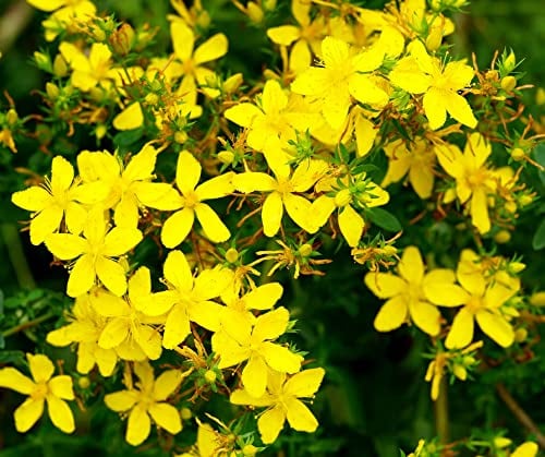 Gewöhnliches Johanniskraut - Echt-Johanniskraut - Hypericum perforatum - 5000 Samen
