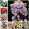 Semi succulenti resistenti, piante esotiche, giardino con aiuola rialzata piante in vaso per esterno piante da interno per soggiorno piante grasse, piante da balcone piante resistenti 50pcs