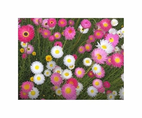1 g Port. Saatgut Immortellen Mischung Garten Pflanzen - Samen F-S432 - Seeds & Plants Shop by Ipsa