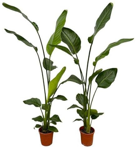Strelitzia Nicolai – Baum-Strelitzie – 2 Pflanzen – Zimmerpflanzen ca. 130cm – ø17cm – Weißer Paradiesvogel – Tropische XL-Grünpflanzen für Wohnzimmer, Büro & Wintergarten