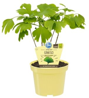 PIANTA DI GINKGO BILOBA SU VASO 12 MODIPITRE