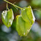 Blasenbaum (Koelreuteria paniculata) – winterharte Blasenesche, pflegeleichter Klimabaum für den Garten