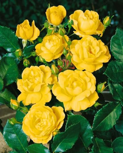 Rosa 'Goldbeet' - Beetrose, goldgelbe Blüten, Blütezeit Juni-Oktober, ideal für Beete, bienenfreundlich, pflegeleicht