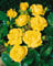 Rosa 'Goldbeet' - Beetrose, goldgelbe Blüten, Blütezeit Juni-Oktober, ideal für Beete, bienenfreundlich, pflegeleicht