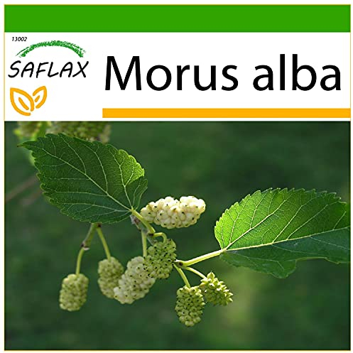 SAFLAX - Weißer Maulbeerbaum - 200 Samen - Mit keimfreiem Anzuchtsubstrat - Morus alba