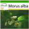 SAFLAX - Weißer Maulbeerbaum - 200 Samen - Mit keimfreiem Anzuchtsubstrat - Morus alba