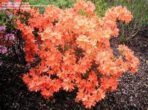 20pcs / bag Japanische Azalee Samen, Rhododendron Azalee, Blumensamen Baumsamen decken Blume 15 Farben 13 DIY Pflanze Hausgarten Bonsai