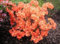 20pcs / bag Japanische Azalee Samen, Rhododendron Azalee, Blumensamen Baumsamen decken Blume 15 Farben 13 DIY Pflanze Hausgarten Bonsai