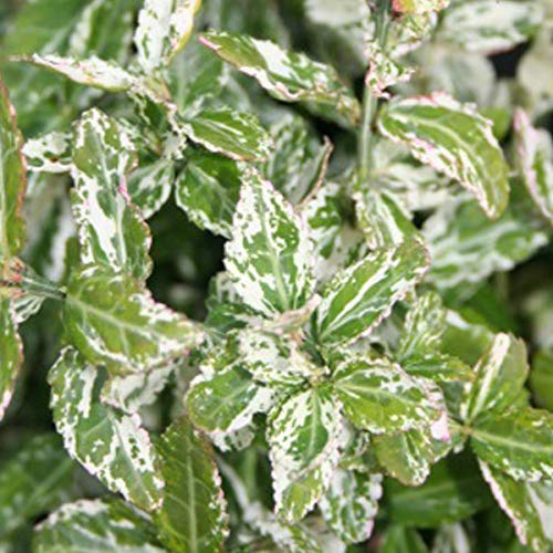 Kriechspindel 'Harlequin' - Euonymus Fortunei 'Harlequin' - 20-30 cm Topf - Bunt gefärbtes Laub