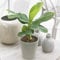 YouGarden Musa Tropicana Banana Plant in 12cm Pot, Potted Dwarf Banana Plant, Houseplants for Homes and Offices, Air Purifying Indoor Plants in 12cm Pot, Supplied as an Established Plant