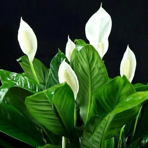Semi di giglio pace, pianta da appartamento decorazione del soggiorno Spathiphyllum kochii, piante d'appartamento piante resistenti per il giardino vecchie varietà stanza con 150pcs