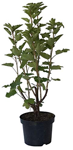 Jonkheer v. Tets frühe rote säuerliche Johannisbeere Busch im 3 Liter Topf