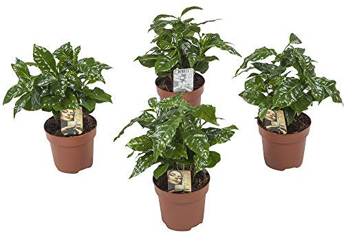 Juego de 4 plantas de interior Coffea Arabica de café, diámetro de la maceta: 12 cm, altura: 25 cm