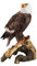 Pacific Giftware Weißkopfseeadler Figur Adler Statue Deko USA Amerika Greifvogel