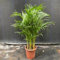 15 pcs goldfruchtpalme samen, samen zimmerpflanzen, balkon pflanze, Chrysalidocarpus lutescens, pflanzensamen geschenk, samen balkon hochbeet, alte sorten saatgut garten geschenke