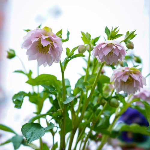 Christrosen Kaufen - nachhaltige geschenke Helleborus thibetanus - balkonpflanzen blumenwiese geschenke für gärtner 50Samen
