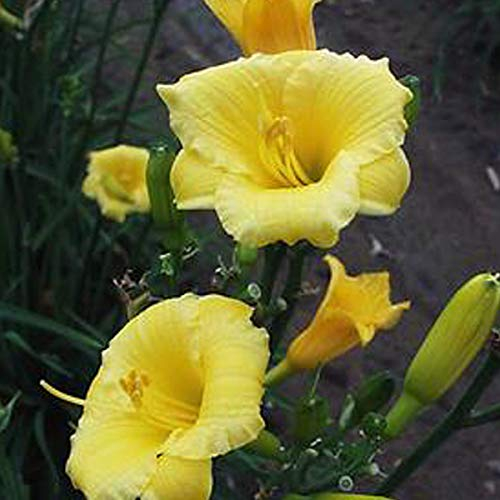 6 x Taglilie 'Mini Stella' - Hemerocallis 'Mini Stella': Kleine goldgelbe Blüten.