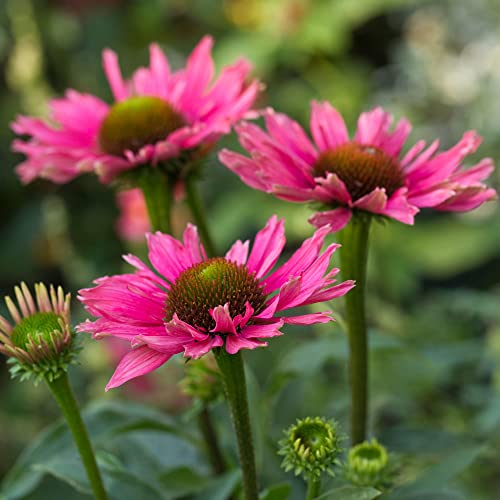 Echinacea SunSeekers Purple - Coneflower | Outdoor Perennial Plants Garden Ready (15-25cm Incl. Pot)