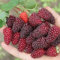 Haloppe 50 Pz Semi di Frutta Lampone per la Piantagione del Giardino Domestico, Deliziosi Semi di Frutta Lampone Rosso Dolce Succoso Giardino Pianta Albero Semi di Lampone