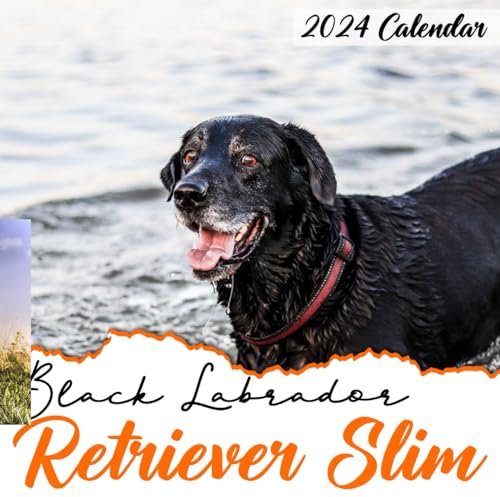 Black Labrador Retriever Calendar 2024: 12-Month Calendar, January to December, 8.5 x 8.5 Inch Size, Tailored for Black Labrador Retriever ... Swap, Christmas Celebrations, Featuring