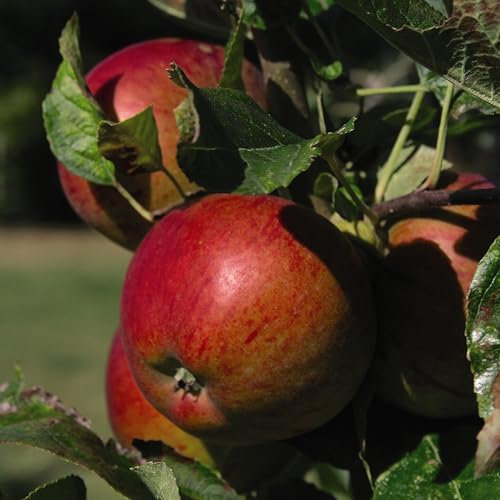 Apple 'Braeburn' Tree – Fresh Eating Apple – Bright Red & Yellow Fruits – Dwarf & Semi-Dwarf Rootstocks – Excellent Storage 1x Bare root By Thompson & Morgan