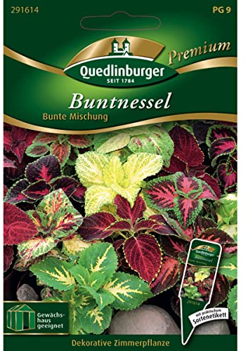 Buntnessel, Coleus blumei, ca. 50-80 Samen