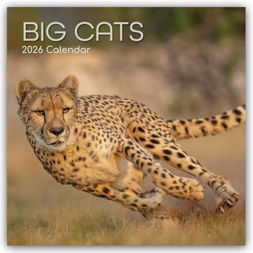 Big Cats – Raubkatzen – Löwen Tiger Geparden Leoparden 2026 – 16-Monatskalender: Original The Gifted Stationery Co. Ltd [Mehrsprachig] [Kalender] (Wall-Kalender)