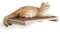Feandrea Clickat Collection - No.007 Cat Shelf, Wall-Mounted Cat Perch for Indoor Cats, Cat Wall Shelves, Extremely Quick Assembly, Unlimited Expandability, Replaceable Module and Felt Pad
