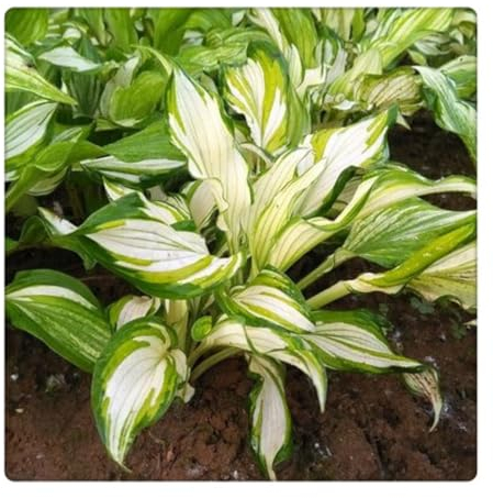 Funkien zwiebeln,Hosta Wurzel,winterharte Blumenzwiebeln,geeignet für die Blumendekoration im Garten und auf dem Balkon,duftend,hosta pflanze winterhart(große Zwiebeln,ohne Samen)-15zwiebeln-D